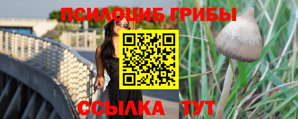 Псилоцибиновые грибы Cubensis Дмитров